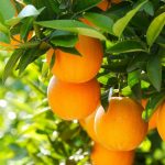 Produtores de citrinos da África do Sul queixam-se de novas restrições da UE