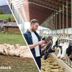 O novo projeto Horizonte Europa Re-Livestock